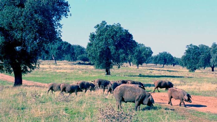 La Diputación de Badajoz y Cicytex seguirán colaborando en proyectos innovadores en materia agroganadera