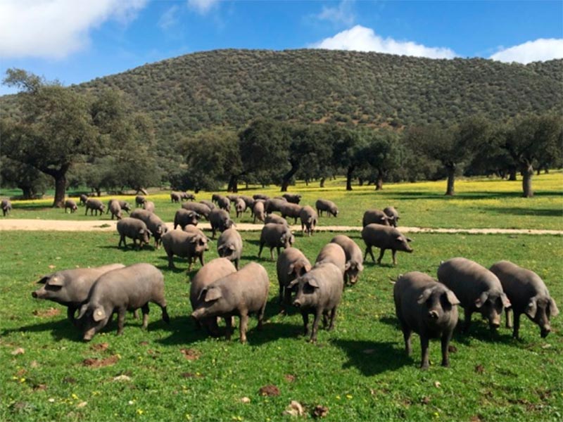 La cuna del Ibérico