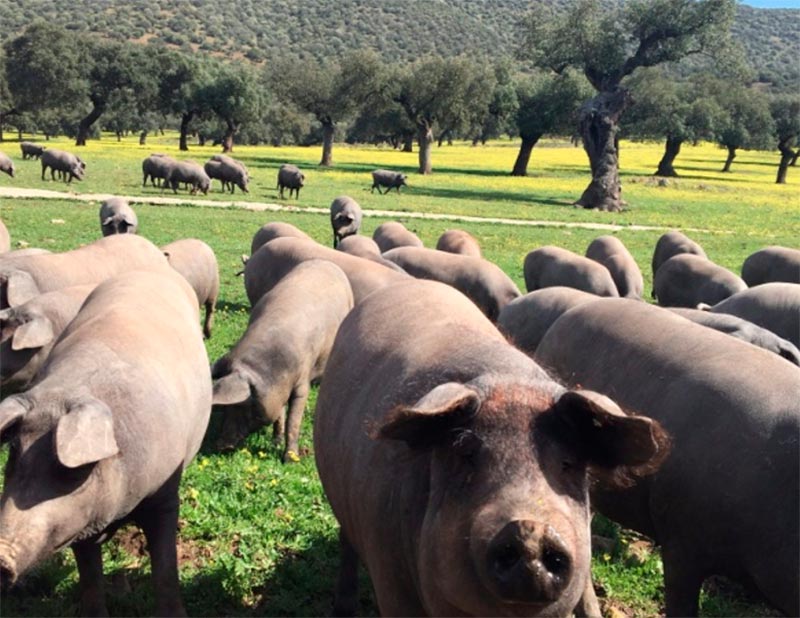 La cuna del Ibérico