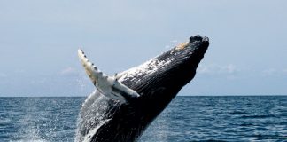 Estudio del comportamiento de la ballena jorobada a través de los sonidos. Grada 133. Universidad de Extremadura