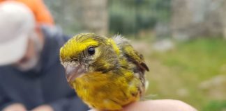 Adenex ha iniciado una campaña de anillamiento científico de aves