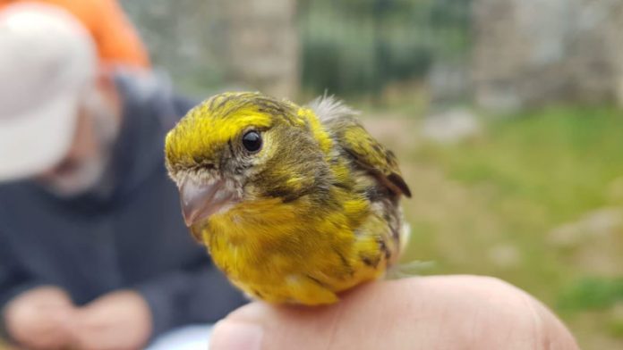 Adenex ha iniciado una campaña de anillamiento científico de aves