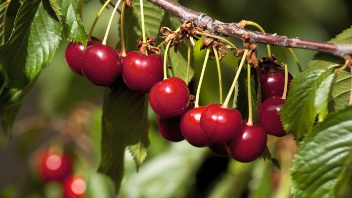 El Consejo Regulador de la Cereza del Jerte ha comenzado a certificar las primeras cerezas de la variedad Navalinda