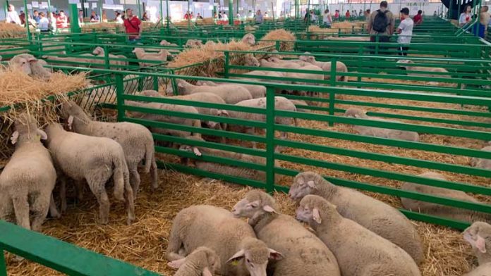 La mejor Feria de Zafra en 20 años congrega a más de un millón de personas. Grada 138. Qué pasó