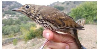 Adenex anilla 183 aves de 17 especies diferentes antes de su viaje migratorio
