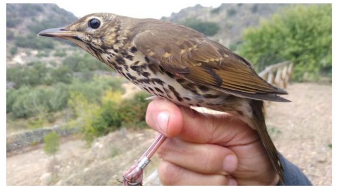 Adenex anilla 183 aves de 17 especies diferentes antes de su viaje migratorio