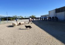 La Escuela de Pastores de Extremadura imparte un seminario sobre adiestramiento de perro pastor