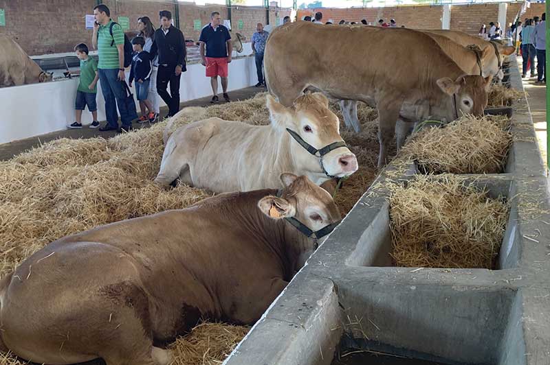 La mejor Feria de Zafra en 20 años congrega a más de un millón de personas. Grada 138. Qué pasó