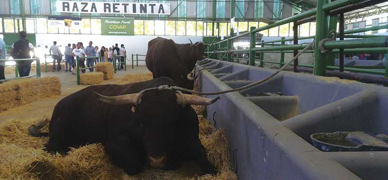 La mejor Feria de Zafra en 20 años congrega a más de un millón de personas. Grada 138. Qué pasó