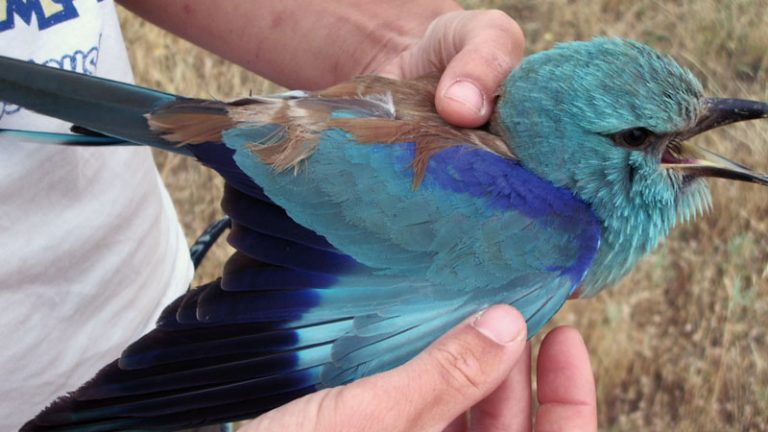 El cambio climático avanza más rápido que la adaptación de los animales. Grada 139. Universidad de Extremadura
