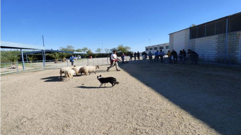 La Escuela de Pastores de Extremadura imparte un seminario sobre adiestramiento de perro pastor