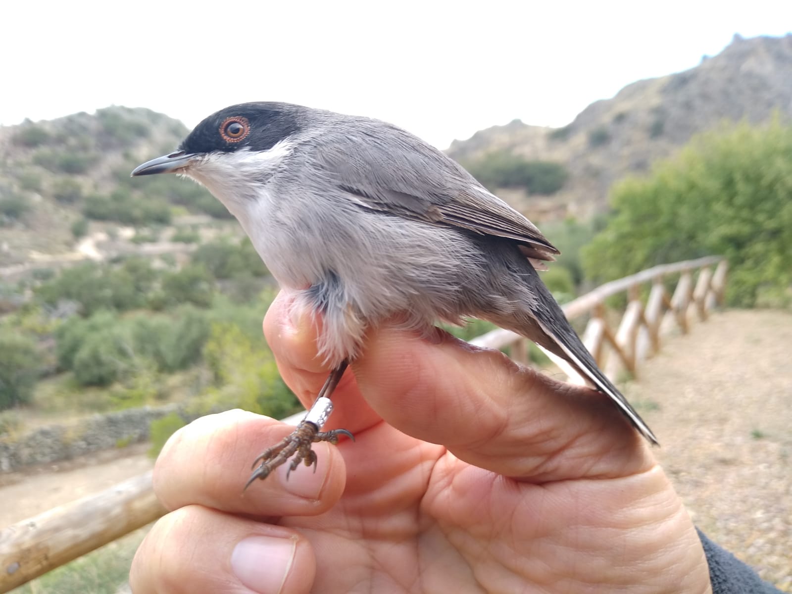 Adenex anilla 183 aves de 17 especies diferentes antes de su viaje migratorio