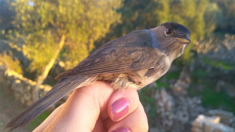 Adenex anilla 94 aves de 15 especies diferentes en La Fontanita