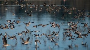 Diez mil kilómetros sin escalas, el secreto de las aves costeras migratorias. Grada 141. Universidad de Extremadura