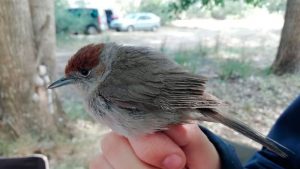 Adenex inicia una campaña de anillamiento científico de aves en la cuenca del Guadiana