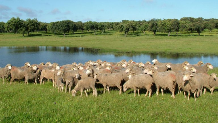 Corderex recomienda siete enclaves para descubrir el Cordero de Extremadura