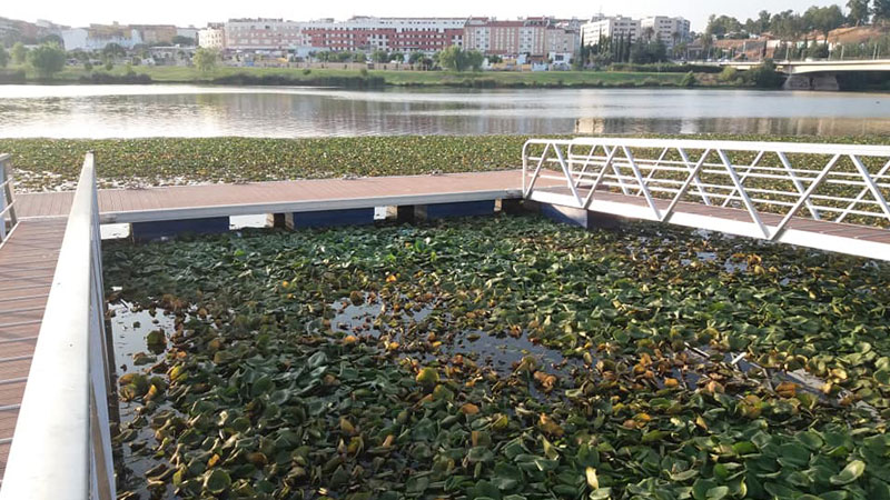Plantas invasoras en el río Guadiana a su paso por Badajoz