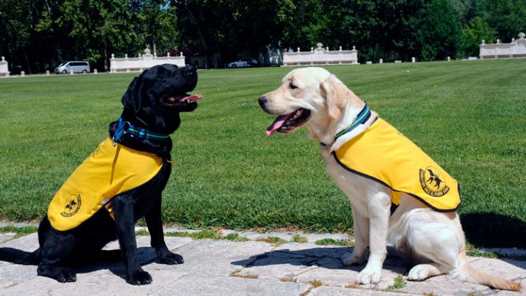 La Fundación ONCE del Perro Guía cumple su trigésimo aniversario