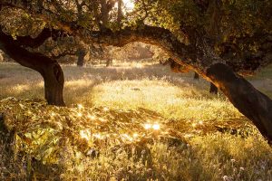 Paula Anta gana el premio de fotografía 'Santiago Castelo'