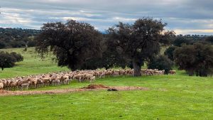 Corderex recibe la autorización provisional para el certificado 'Compromiso bienestar animal'