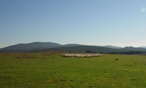 La Torta del Casar como antídoto frente al despoblamiento rural en Cáceres