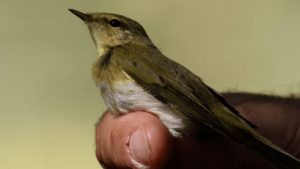 Adenex identifica un pájaro en Lobón que migraba de Inglaterra a África