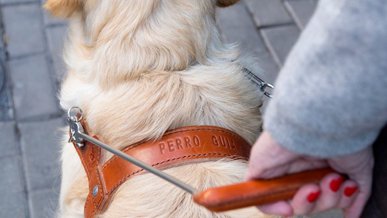 El 28 de abril es el Día internacional del perro guía