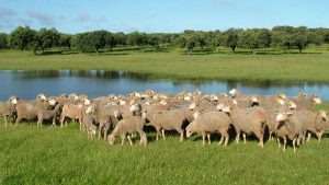 Ganaderos inscritos en Corderex crían los primeros corderos merinos australianos en España