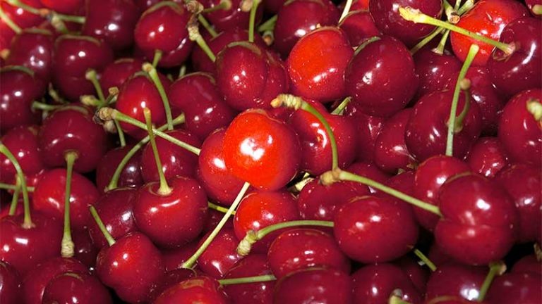 Las primeras cerezas certificadas del Jerte ya están en el mercado