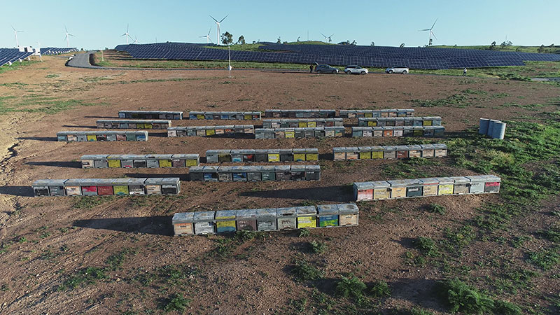Tesela Natura produce miel en la planta solar más grande de Europa