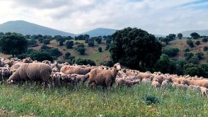 Corderex reivindica la importancia del pastoreo en el mantenimiento de los ecosistemas