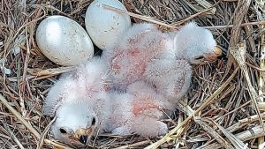 Adenex promueve una protección especial para los nidos de aguilucho cenizo