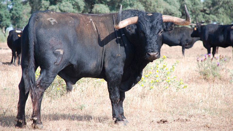 Los nombres de los toros. Grada 159. José María Sotomayor