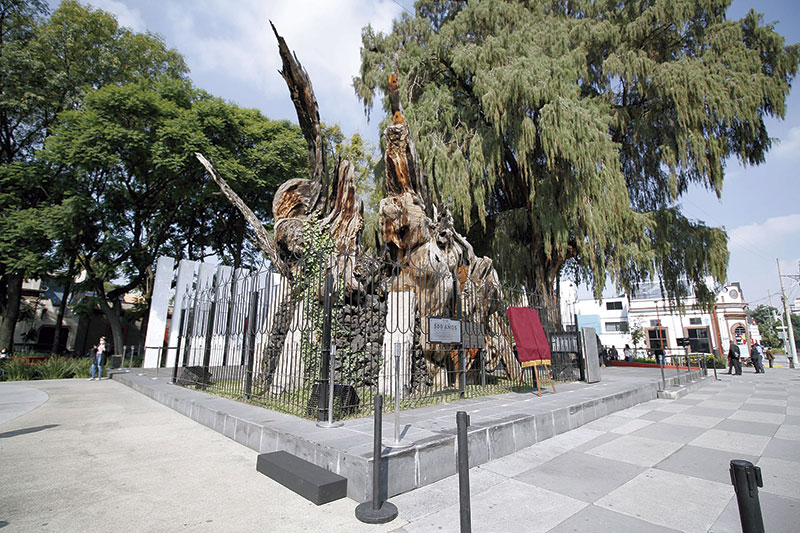 Ciprés. De Maritza Ríos/Secretaría de Cultura de la Ciudad de México., CC BY 2.0, https://commons.wikimedia.org/w/index.php?curid=109377053