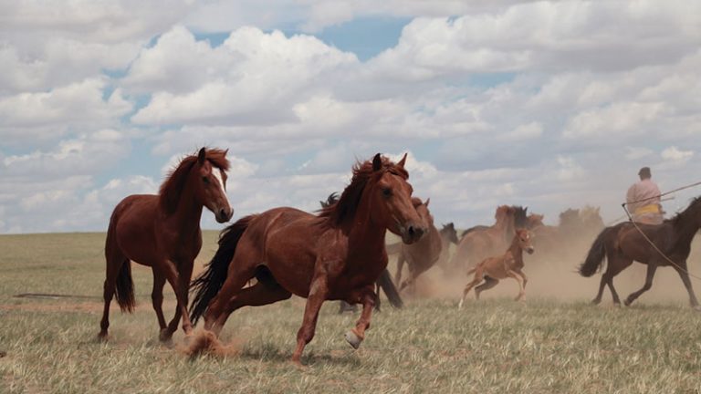 Un estudio genético determina el origen de la domesticación del caballo moderno. Grada 161. Universidad de Extremadura