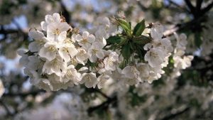Comienza la campaña de la cereza con la floración en el Valle del Jerte