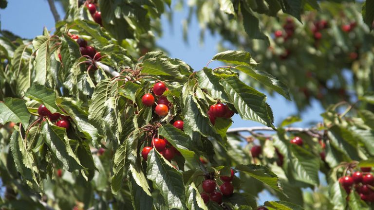 Comienza la certificación de las primeras cerezas de la D.O.P. 'Cereza del Jerte'