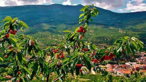 Las primeras Picotas del Jerte con denominación de origen protegida ya están en el mercado