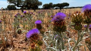 La ola de calor de junio también repercute en los quesos 'Torta del Casar'