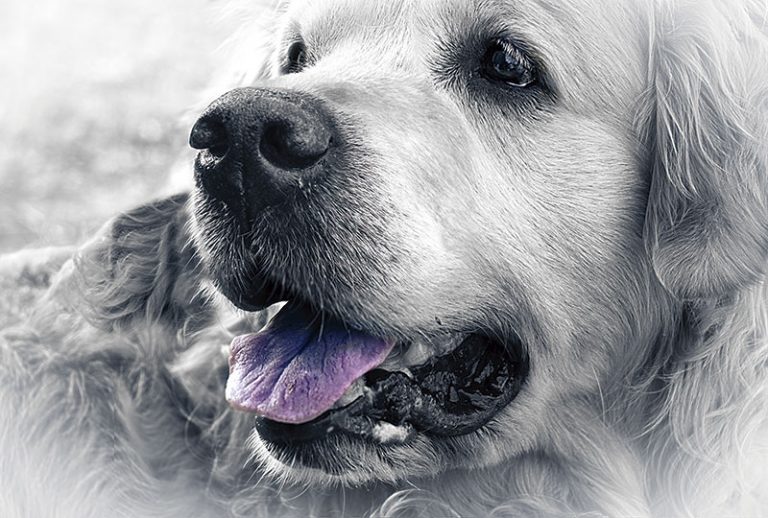 La astilla clavada. Amparo García Iglesias