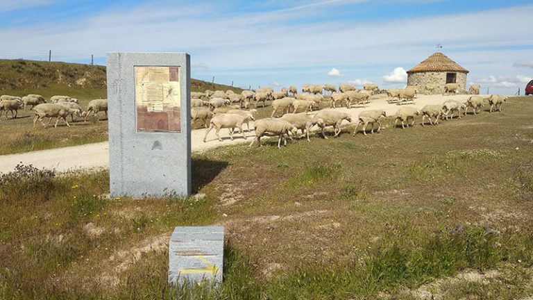 La trashumancia en Extremadura y las fiestas patronales de Peloche son declaradas Bien de Interés Cultural