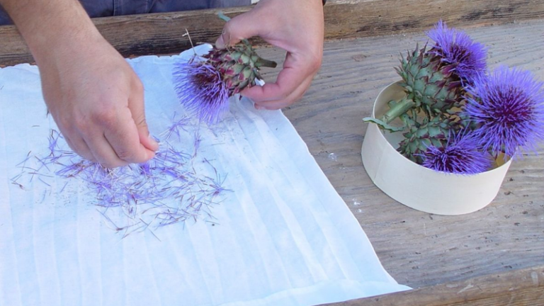 Cuajo vegetal Torta del Casar