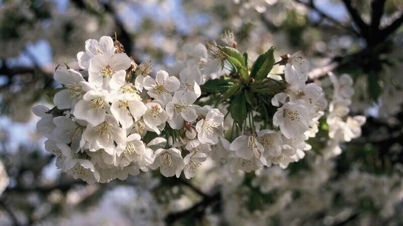Comienza la floración de dos millones de cerezos en el Valle del Jerte