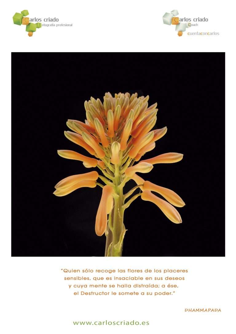 Colaboración para la revista Grada 179 de Carlos Criado