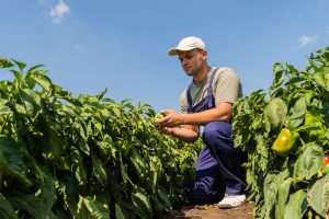 La Junta de Extremadura convoca las primeras ayudas para jóvenes agricultores