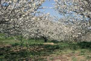 El Valle del Jerte rebosa vida con la Fiesta del Cerezo en Flor