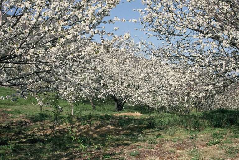 El Valle del Jerte rebosa vida con la Fiesta del Cerezo en Flor