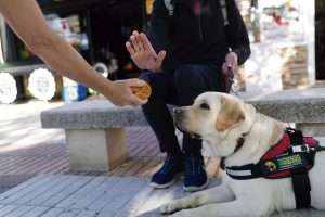 La Fundación ONCE pide no distraer ni dar comida a los perros guía