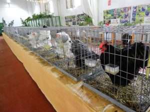 Más de 500 personas asisten a la VIII Feria Avícola (Feavir) de Ribera del Fresno