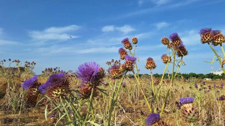La Torta del Casar obtiene 200 kilos de cuajo vegetal en la temporada 2025